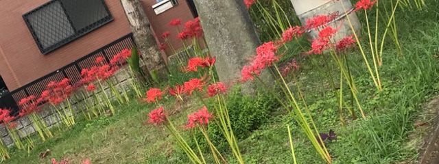 第五アモアスピグパ🍓👑推しさんの壁紙画像