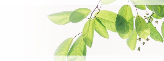 おこわさんの壁紙画像