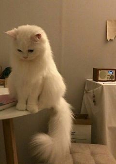 12人の飼い主
