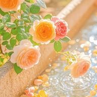 MANAMIさんのアイコン画像