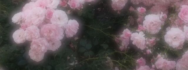 Hanamoriさんの壁紙画像