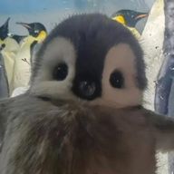 オレジンタンさんのアイコン画像