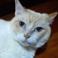 ざっこくまるさんのアイコン画像