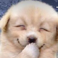 🐷🐷🐷さんのアイコン画像