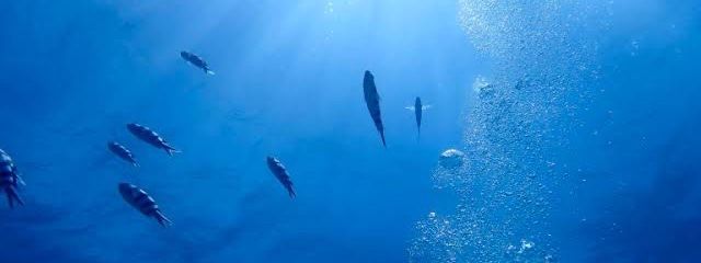 波流さんの壁紙画像