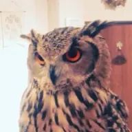 スピカさんのアイコン画像