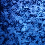 こはくさんのアイコン画像