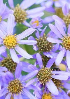 俺たちの花シ