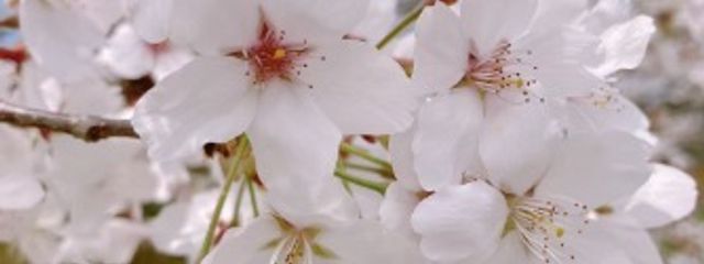 朝桜さんの壁紙画像