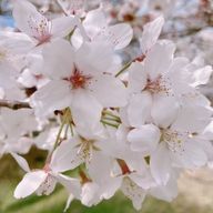 朝桜さんのアイコン画像