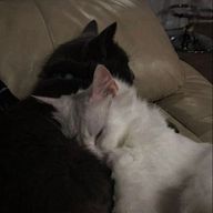 灰仁さんのアイコン画像