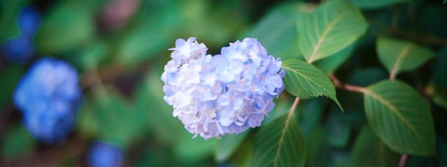 ヴィニクンカさんの壁紙画像