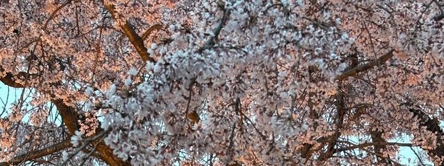 紅寧さんの壁紙画像