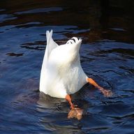 あひるさんのアイコン画像