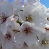 uminoですさんのアイコン画像