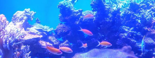 ユラリさんの壁紙画像