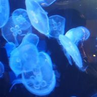 ユラリさんのアイコン画像