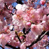 みんとぉさんのアイコン画像