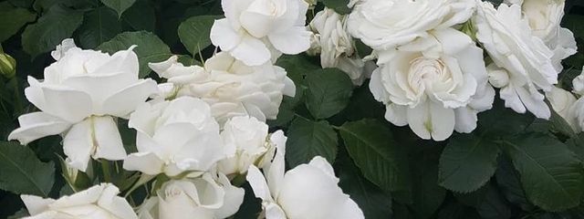 Sonaさんの壁紙画像