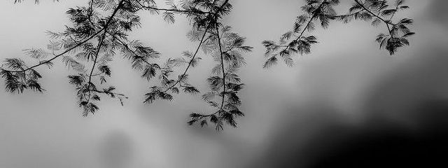 陈霞さんの壁紙画像