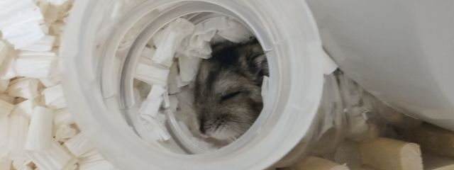 志茉(しま)さんの壁紙画像