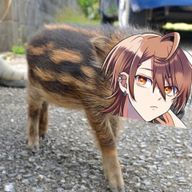 ｺﾂｺﾂｺﾄｶさんのアイコン画像