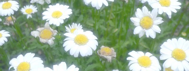 さんの壁紙画像