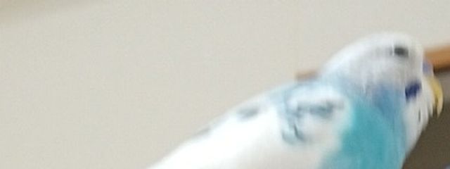 わにゃさんの壁紙画像