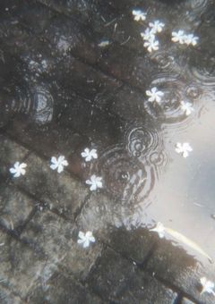 マフィアの一輪の花