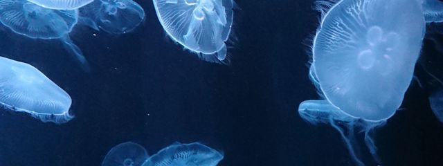 yukiさんの壁紙画像