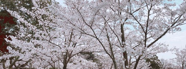 飴さんの壁紙画像