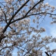 🍐さんのアイコン画像