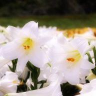 さくらんぼさんのアイコン画像