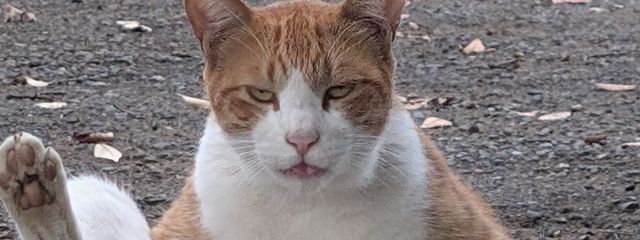 低浮上女王さんの壁紙画像