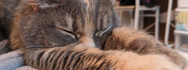 フランスパン爆発さんの壁紙画像