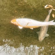 おじさん燦燦さんのアイコン画像