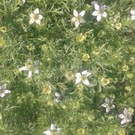 🍀さんのアイコン画像