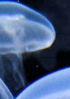 僕はあいつが気に入らない