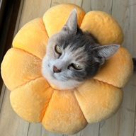 みかんさんのアイコン画像