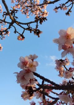 とある5つ子を拾ったら…