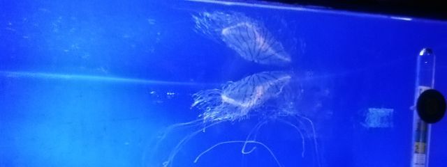 ルア猫さんの壁紙画像