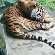 ルア猫さんのアイコン画像