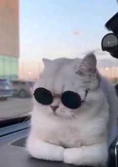 推し写真配布部屋