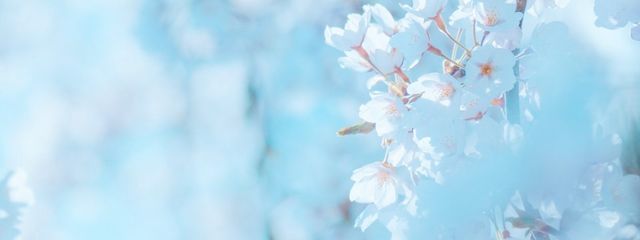 さくらさんの壁紙画像