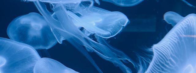 夜瀬さんの壁紙画像