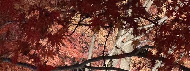 桃源郷さんの壁紙画像