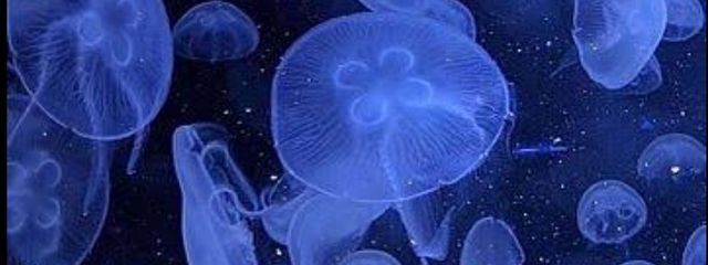 くらげさんの壁紙画像