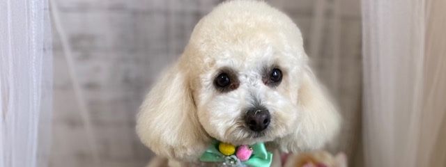 プリン🐶 さんの壁紙画像