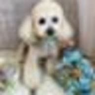 プリン🐶 さんのアイコン画像