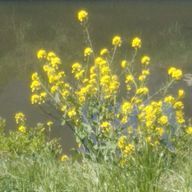 ぁぃ  🫧‪🐠🪸・🐾💠🫧‪‪・🐸🌱🪽さんのアイコン画像